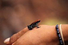 Epipedobates bilinguis  