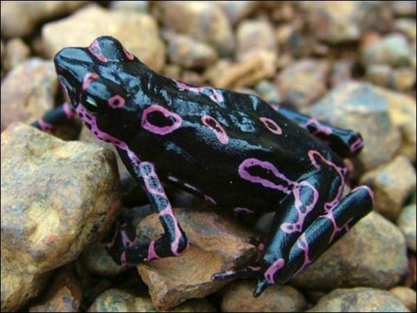 Лягушка из рода Atelopus
