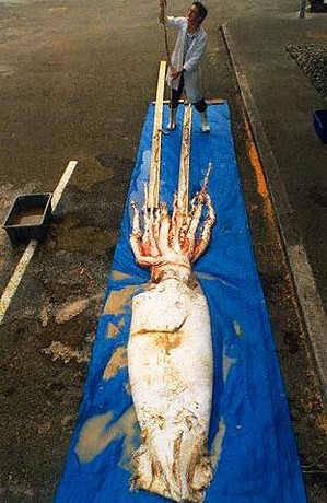 Гигантский кальмар пойман у берегов Новой Зеландии в 1996 г.