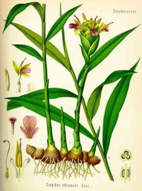 Имбирь Zingiber officinale
