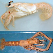 Neoglyphea