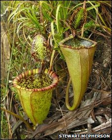   ,     () - Nepenthes attenboroughii