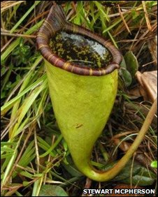 Новый непентес Nepenthes attenboroughii крупным планом