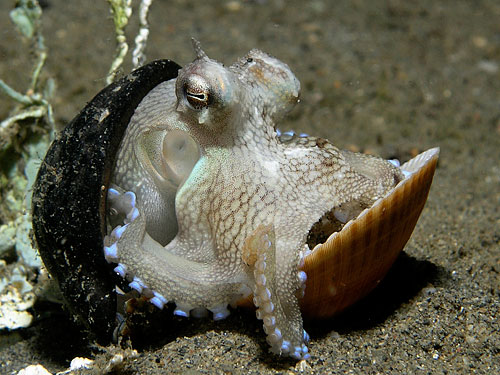  Amphioctopus marginatus,  Nick Hobgood