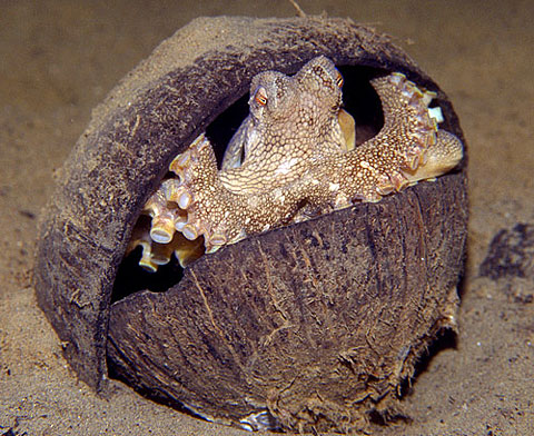  Amphioctopus marginatus   