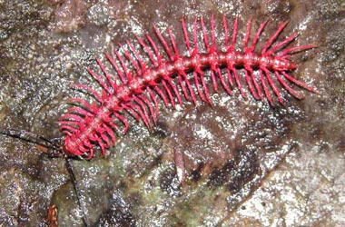 розовая многоножка Desmoxytes purpurosea