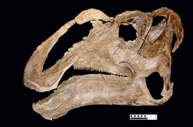 череп динозавра Gryposaurus monumentensis