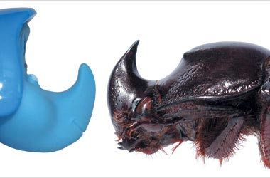 жук Megaceras briansaltini