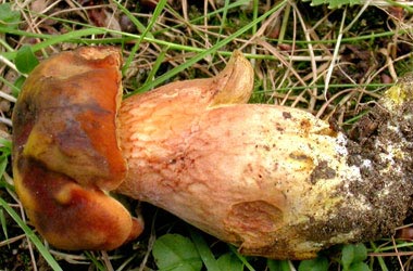 гриб Xerocomus silwoodensis