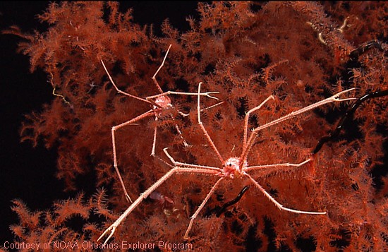   Galatheidae (?), . .