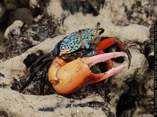   Uca tetragonon. .