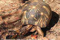    Geochelone radiata;  . 