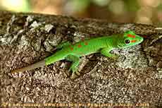 Мадагаскарский геккон Phelsuma madagascariensis в Локобе. Остров Нуси Бе. Мадагаскар.