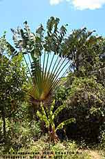     Ravenala madagascariensis  .   . .