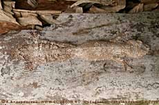 Геккон уроплатус Uroplatus fimbriatus. Мадагаскар.