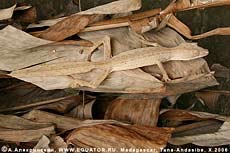   Uroplatus. .