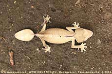  Uroplatus lineatus. .