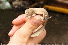 Геккон уроплатус Uroplatus lineatus. Мадагаскар.