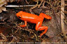    Mantella aurantica. .