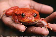 - Dyscophus antongili. .