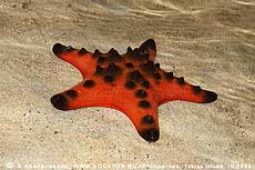  Protoreaster nodosus.  , .