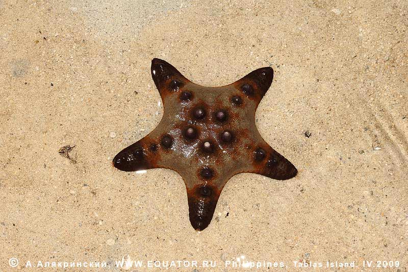   Protoreaster ?nodosus.  , . 