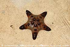   Protoreaster ?nodosus.  , . 