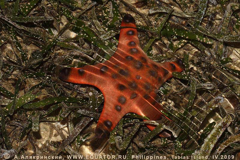   Protoreaster nodosus.  , .