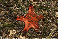   Protoreaster nodosus.  , .