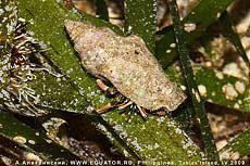 - Calcinus sp. (?).  , .