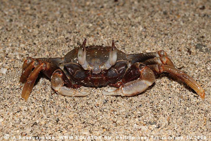 - Ocypode ceratophthalma  .  , .