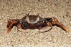 - Ocypode ceratophthalma  .  , . 