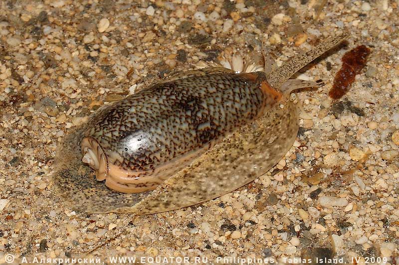   Oliva sp.    .  , .    .