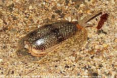   Oliva sp.    .  , .