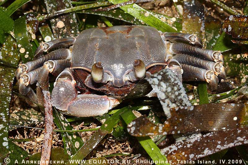 - Ocypode ceratophthalma    (   ).  , .