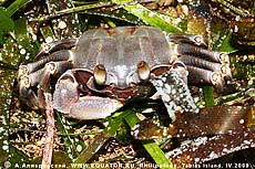 - Ocypode ceratophthalma    (   ).  , .