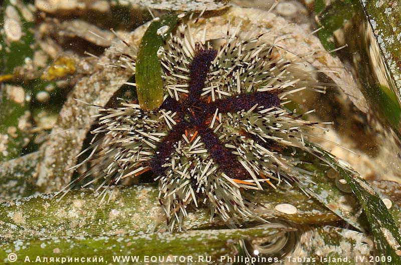   Tripneustes sp. (?)   .  , .