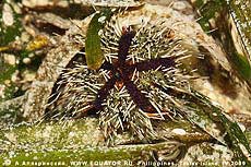   Tripneustes sp. (?)   .  , .