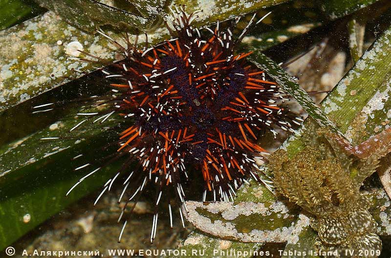     Tripneustes sp. (?).  , . 