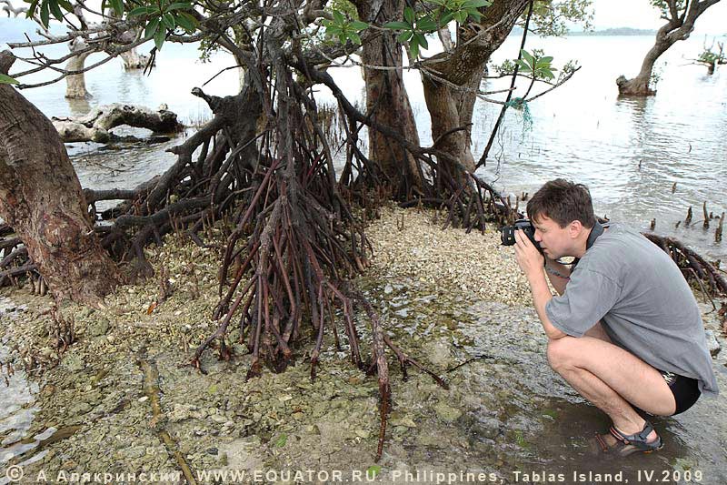    ,     Rhizophora sp., 