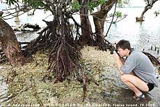    ,     Rhizophora sp. .