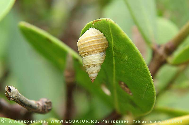   Littorina sp.     , 