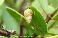   Littorina sp.     