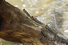   -   Periophthalmus sp.     , 