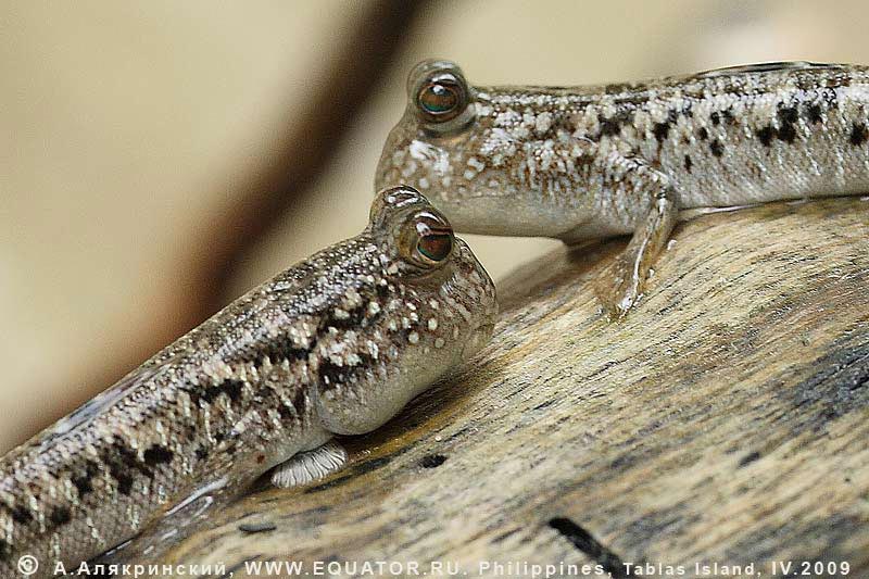    Periophthalmus sp.     , 