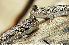    Periophthalmus sp.     , 