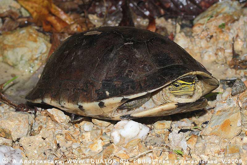    ... Cuora amboinensis (Daudin, 1801),  Geoemydidae.