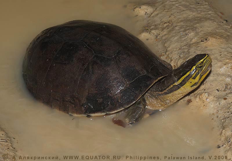     . Cuora amboinensis (Daudin, 1801),  Geoemydidae. , .