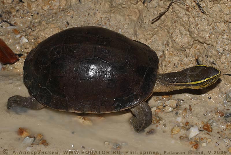  . Cuora amboinensis (Daudin, 1801),  Geoemydidae. .