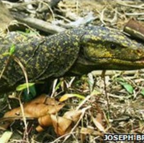 Новый вид ящерицы с Филиппин (Varanus bitatawa)